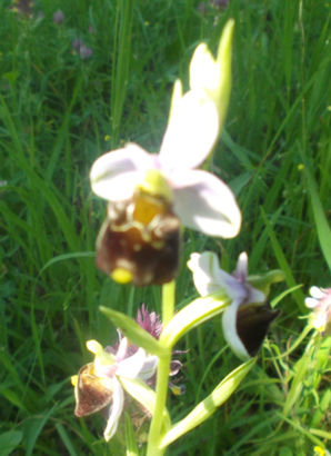 Hummelragwurz im Liliental